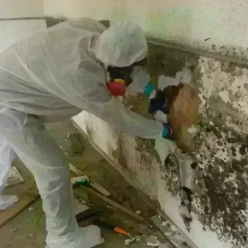 Mold Remediation and Removal in Bella Vista, AR